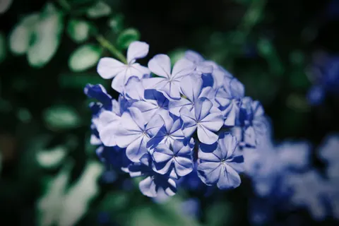 Hydrangea 4K Wallpaper · flowers · 3840×2560