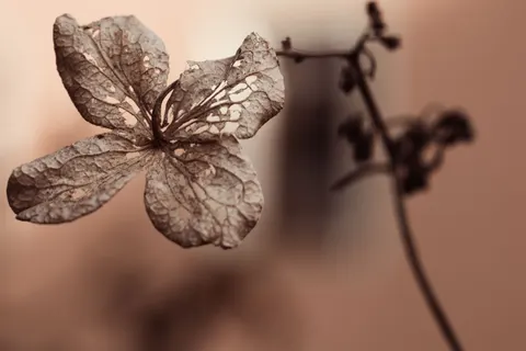 Hydrangea 4K Wallpaper · flowers · 3840×2560