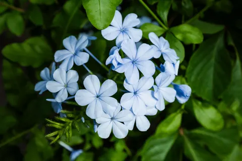 Hydrangea 4K Wallpaper · flowers · 3840×2560