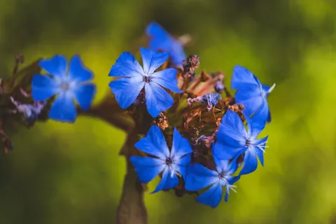 Hydrangea 4K Wallpaper · flowers · 3840×2560