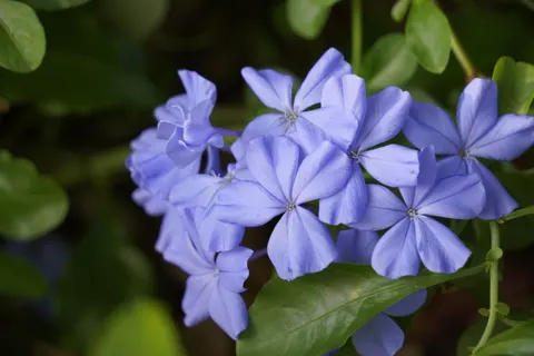 Hydrangea 4K Wallpaper · flowers · 3840×2560