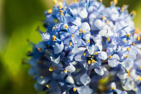 Hydrangea 4K Wallpaper · flowers · 3840×2560