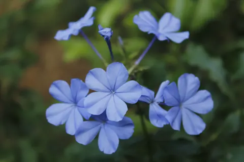 Hydrangea 4K Wallpaper · flowers · 3840×2560
