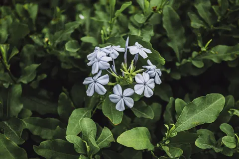 Hydrangea 4K Wallpaper · flowers · 3840×2560