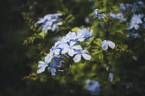 Hydrangea 4K Wallpaper · flowers · 3840×2560