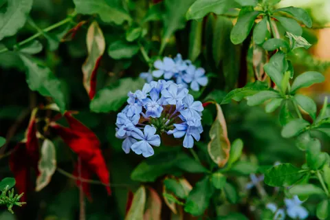 Hydrangea 4K Wallpaper · flowers · 3840×2560