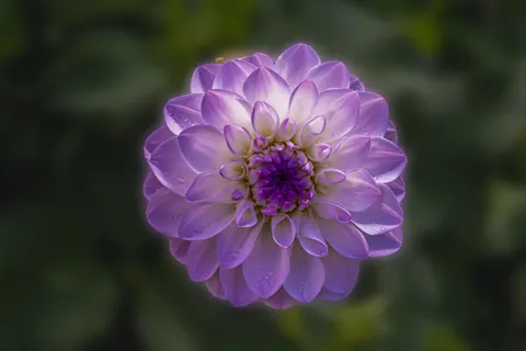 Dahlia 4K Wallpaper · flowers · 3840×2560