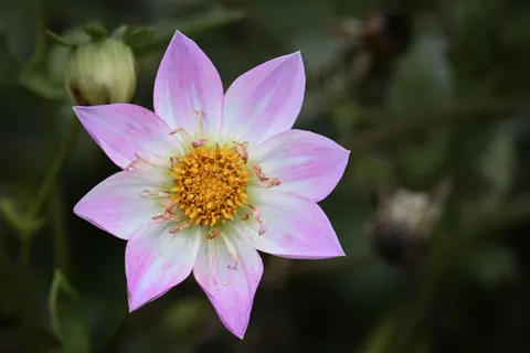 Dahlia 4K Wallpaper · flowers · 3840×2560