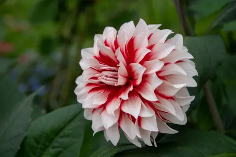 Dahlia 4K Wallpaper · flowers · 3840×2560