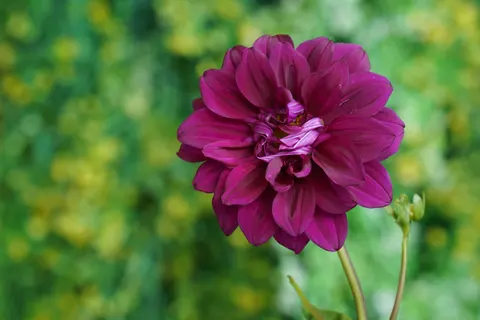Dahlia 4K Wallpaper · flowers · 3840×2560