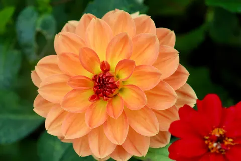Dahlia 4K Wallpaper · flowers · 3840×2560