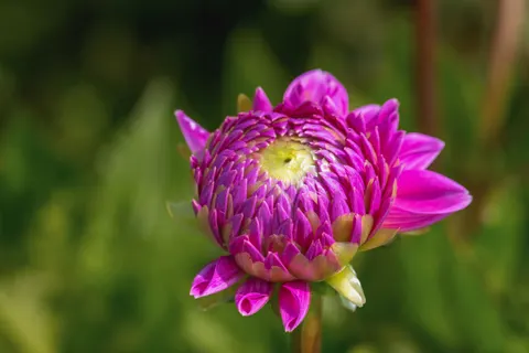 Dahlia 4K Wallpaper · flowers · 3840×2560