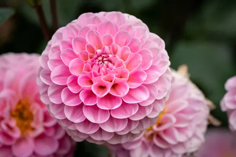 Hình nền Hoa thược dược 4K · flowers · 3840×2561