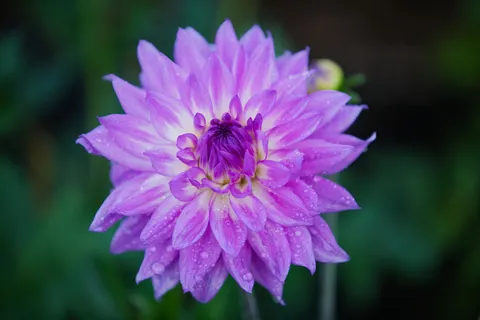 Dahlia 4K Wallpaper · flowers · 3840×2560