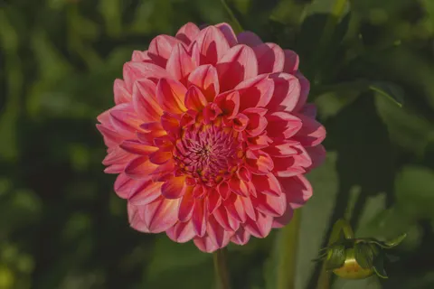 Dahlia 4K Wallpaper · flowers · 3840×2560
