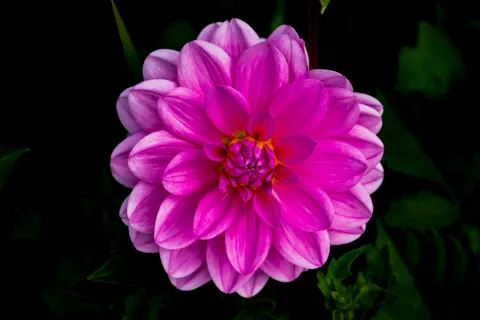 Dahlia 4K Wallpaper · flowers · 3840×2560