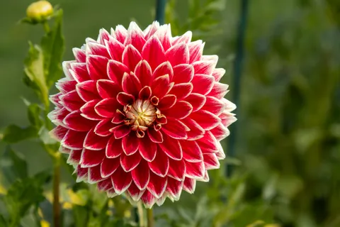 Dahlia 4K Wallpaper · flowers · 3840×2560