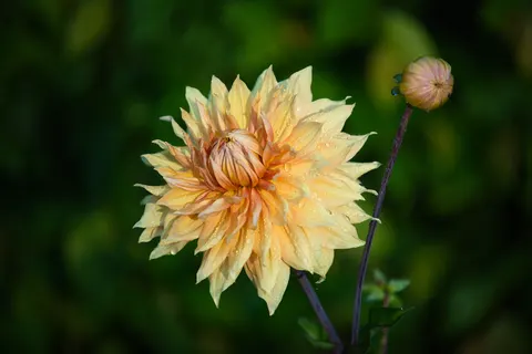 Dahlia 4K Wallpaper · flowers · 3840×2560