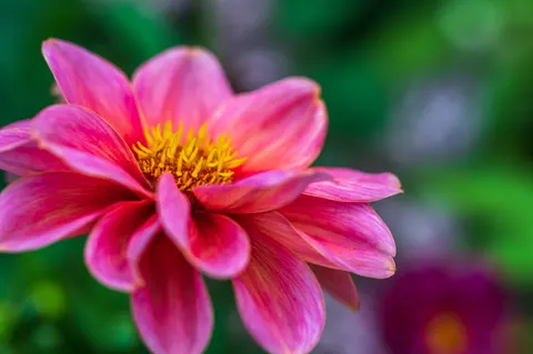 والپیپر گل کوکب با کیفیت 4K · flowers · 3840×2555