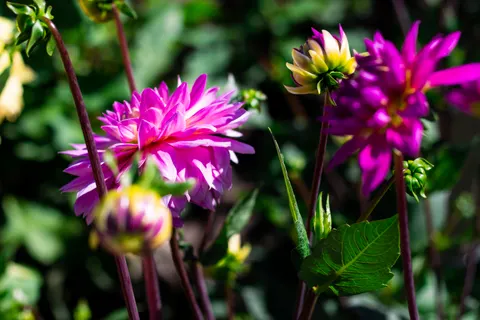 Dahlia 4K Wallpaper · flowers · 3840×2560