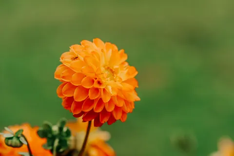 Dahlia 4K Wallpaper · flowers · 3840×2561