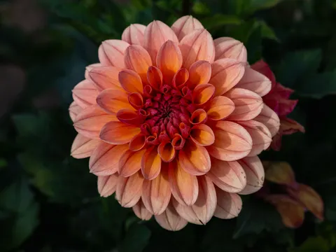 Dahlia 4K Wallpaper · flowers · 3840×2880