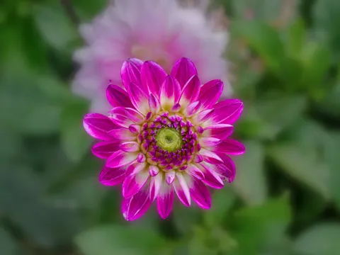 Dahlia 4K Wallpaper · flowers · 3840×2880