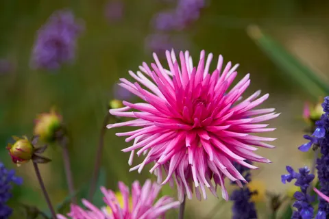 Dahlia 4K Wallpaper · flowers · 3840×2562
