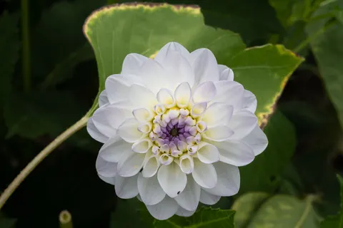 Dahlia 4K Wallpaper · flowers · 3840×2560