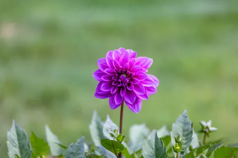Dahlia 4K Wallpaper · flowers · 3840×2561