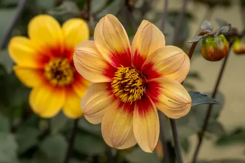 Dahlia 4K Wallpaper · flowers · 3840×2560