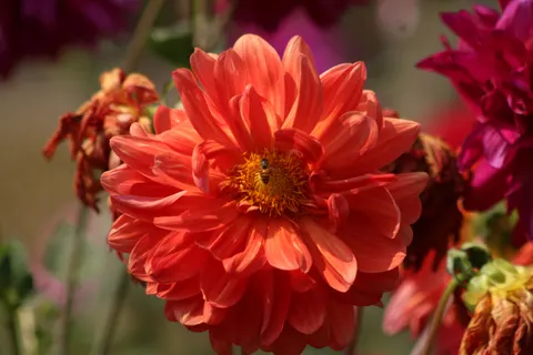 Dahlia 4K Wallpaper · flowers · 3840×2560