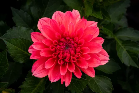 Dahlia 4K Wallpaper · flowers · 3840×2560