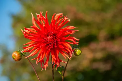 Dahlia 4K Wallpaper · flowers · 3840×2560