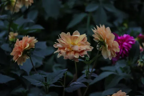 Yıldız Çiçeği 4K Duvar Kağıdı · flowers · 3840×2560