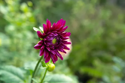 Dahlia 4K Wallpaper · flowers · 3840×2560
