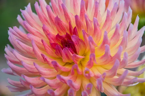 Dahlia 4K Wallpaper · flowers · 3840×2560
