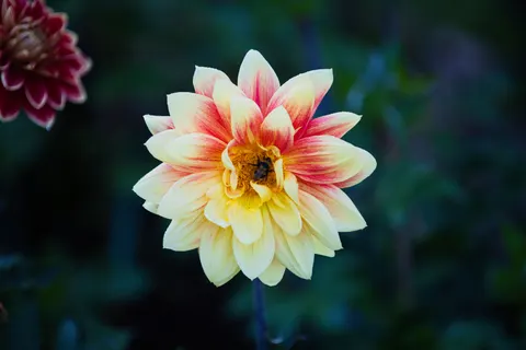 Dahlia 4K Wallpaper · flowers · 3840×2560