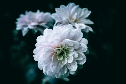 Dahlia 4K Wallpaper · flowers · 3840×2560