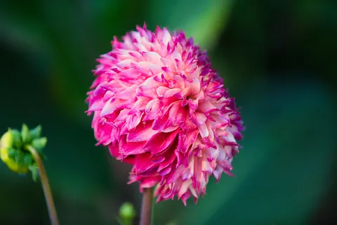 Dahlia 4K Wallpaper · flowers · 3840×2560