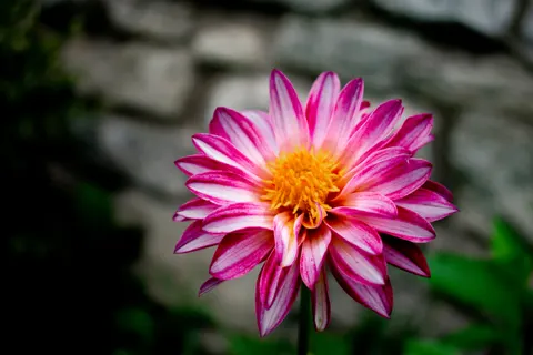 Dahlia 4K Wallpaper · flowers · 3840×2560