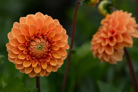Dahlia 4K Wallpaper · flowers · 3840×2560