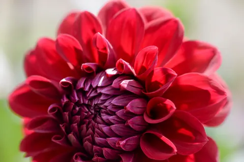 Dahlia 4K Wallpaper · flowers · 3840×2563