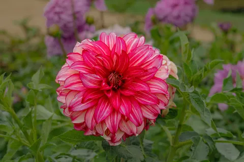 Dahlia 4K Wallpaper · flowers · 3840×2560