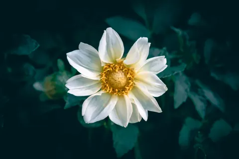 Dahlia 4K Wallpaper · flowers · 3840×2560