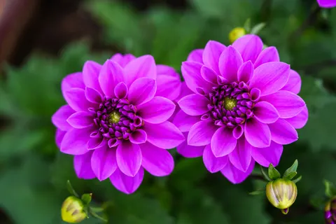 Dahlia 4K Wallpaper · flowers · 3840×2560