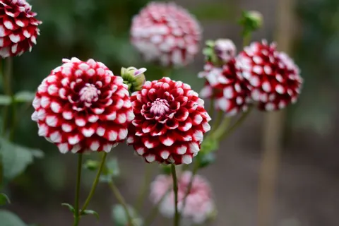 Dahlia 4K Wallpaper · flowers · 3840×2560