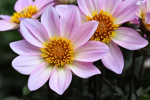 Dahlia 4K Wallpaper · flowers · 3840×2560