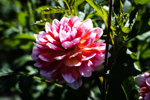 Dahlia 4K Wallpaper · flowers · 3840×2560