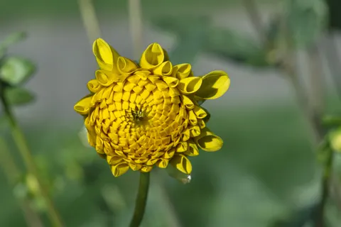 Dahlia 4K Wallpaper · flowers · 3840×2560